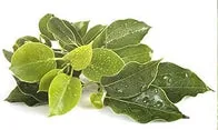 Camphor